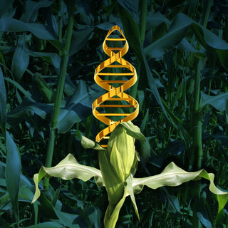 GMO