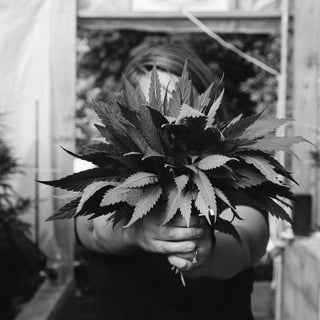 5 CBD FACTS YOU SHOULD KNOW