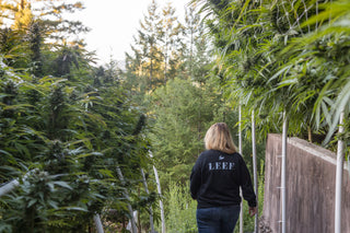 CANNABIS VS. HEMP